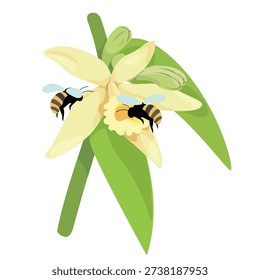 Bees are pollinating the blooming vanilla flowers