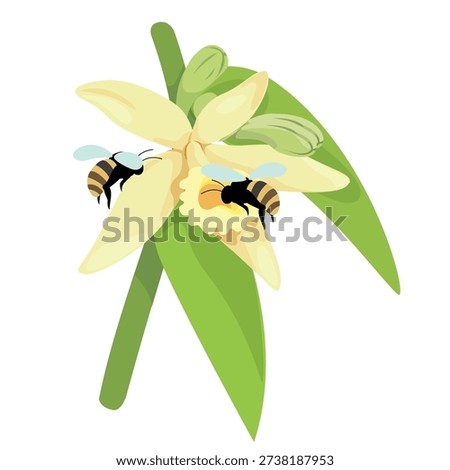Bees are pollinating the blooming vanilla flowers