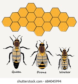 BEES ,QUEEN, DRONE AND WORKER illustration vector