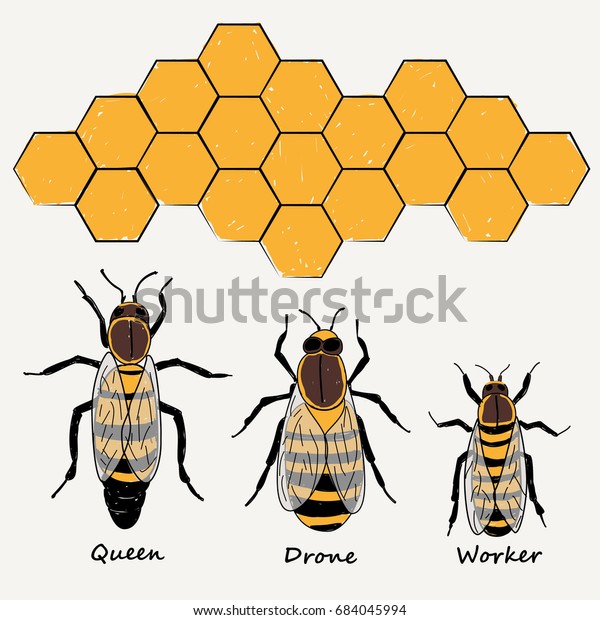 BEES ,QUEEN,\
DRONE AND WORKER illustration\
vector