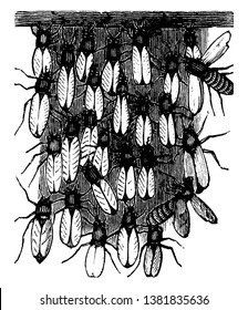 Bees Secreting Wax it would appear goes on best when the bees are in a state of repose, vintage line drawing or engraving illustration.