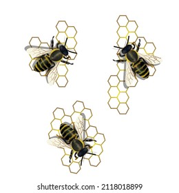 abejas sentadas sobre peines de miel ilustraciones vectoriales