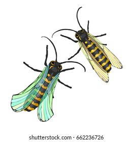 Bees two striped on white isolated background. Vector illustration for your design.