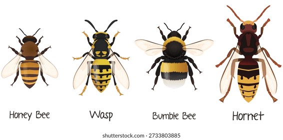 Bees Types Hymenoptera insects Hornet, bumblebee, wasp, honey bee vector illustration