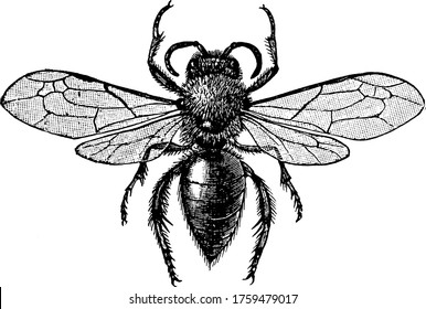 Bees(Anthophila) are flying insects closely related to wasps and ants, vintage line drawing or engraving illustration.
