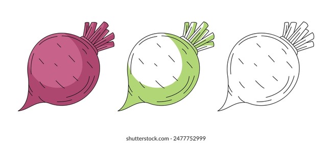 Beet or beetroot, colorful and line icons set. Farm vegetable vector outline icon, monochrome and color illustration. Healthy nutrition, organic food, vegetarian product. For logo, coloring book