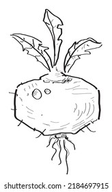 Beet (beetroot) edible vegetable,  which is a hand drawn (doodle style) vector drawing.