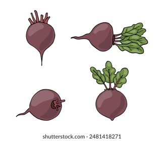 Beet, beetroot. Four root vegetables isolated on a white background. Vector illustration, icon  of vegetables. Beetroot in a hand-drawn style.