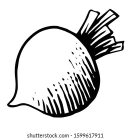 Beet, beetroot. Radish. Vector. Outline drawing of a vegetable on a white background. Sketch. Drawing marker on paper. Isolated object.