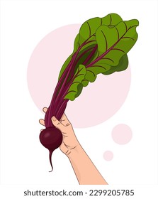 Beet, beetroot, sugar beet. Beet in hand. A vegetable in a human hand. Healthy food. Isolated vector illustration white background. 