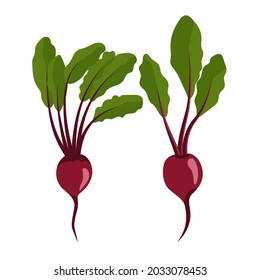 Beet , Beetroot with Top Leaves, vitamin C source. Dietetic and vegetarian food composition. Trendy illustration, isolated on white. Good for web and print