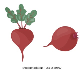 Beterraba, beterraba. Dois vegetais de raiz isolados em um fundo branco. Ilustração vetorial, ícone de vegetais. Beterraba em um estilo desenhado à mão.