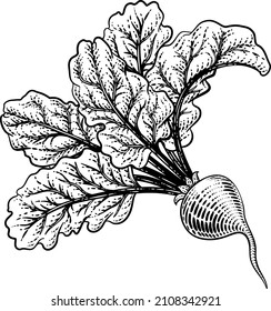 Beet or beetroot vegetable illustration in a vintage retro woodcut etching style.