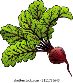 Beet or beetroot vegetable illustration in a vintage retro woodcut etching style.