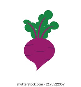 Beet, beetroot vegetable or radish with leaves. Flat vector color icon for apps and websites. Autumn design element. Harvesting