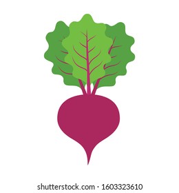 Beet or beets beetroot vegetable with leaves flat vector color icon for apps and websites
