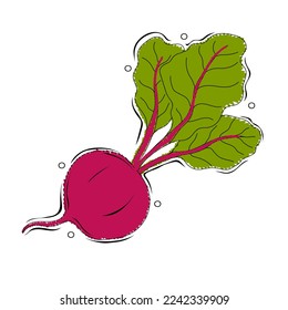 Beet or beets beetroot vegetable or radish with leaves. Organic vegetable for healthy lifestyle. Hand drawn vector illustration in sketch style