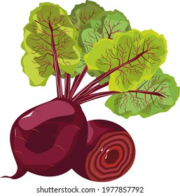 Beet, bright and juicy beet, vector illustration of food