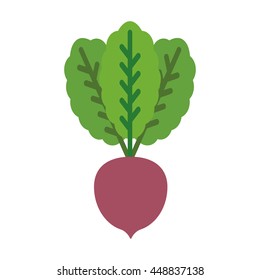 Beet closeup. Beetroot flat icon isolate on white background. Vector graphics