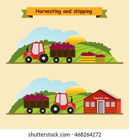 Beet. Collection and delivery of the crop. Vector illustration.