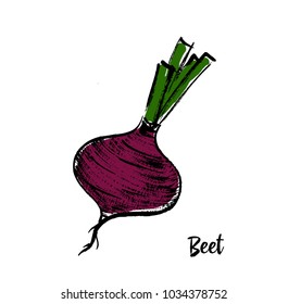 
beet color drawn illustration vector