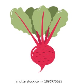 Beet colorful vector illustration isolated on white background. Hand drawn style, cute doodle art. Agricultural concept. Vegetables for gardening. Healthy diet.