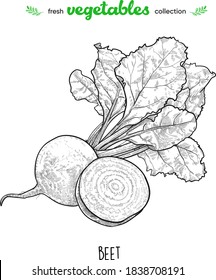 Beet. Detailed Line Art. Freehand Drawing. Vector Vegetables. Collection Of Fresh Vegetables.