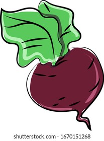Beet drawing, illustration, vector on white background.