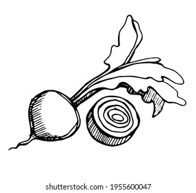 beet, drawn with a pen, black outline with shading