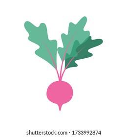 Beet. Flat vector illustration on white background. Gardening and healthy food concept for poster, banner