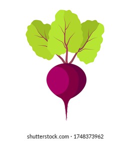 Beet with green leaves on white background. Vector red beet root.