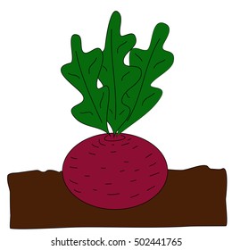 Beet grow underground. Vector cartoon flat illustration