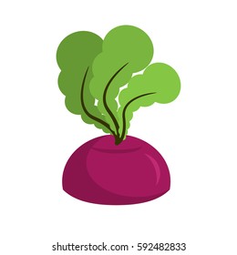 Beet growing isolated. Fresh vegetables on white background