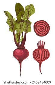 Beet hand drawn vector illustration