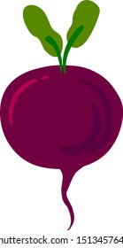 Beet, illustration, vector on white background.