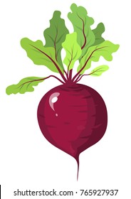 Beet image with green leaves.  Red beetroot. Vector illustration.