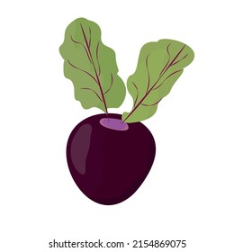 Beet isolated image on white background. Vegetable with tops. Design element. Advertisement for organic products. Vector editable illustration