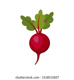 beet isolated on white background. Vector illustration. Eps 10
