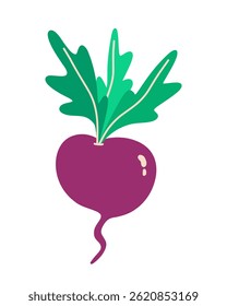 Beet. Isolated on white background.