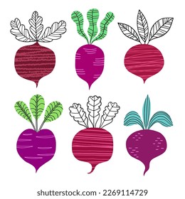 Beet with leaf set. Beet Root vegetables hand drawn illustration