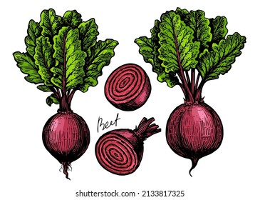 Beet with leaves. Fresh farm vegetables vector illustration