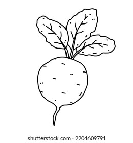 La remolacha con hojas aisladas en fondo blanco. Alimentos orgánicos saludables. Ilustración de vectores dibujada a mano en estilo doodle. Perfecto para tarjetas, logotipos, decoraciones, recetas, diversos diseños.