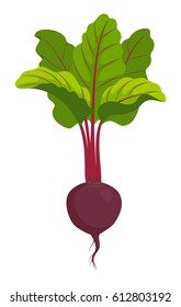 Beet with leaves isolated on white background vector illustration.