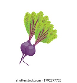 beet with leaves on white background vector illustration design