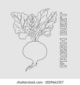 
Beet with leaves. Vector. Color and line.