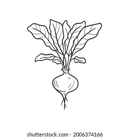 Beet Line vector illustration. Detailed Food icon for mobile concept, print, menu, and web apps. For for restaurant, bar, vegan, healthy and organic food, market, farmers market.