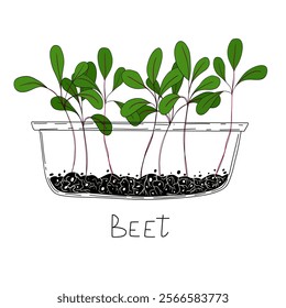 Beet micro greens. Organic raw vegan healthy food. Vegan dinner ingredient. Healthy nutrition herb spice vector illustration. Micro greens growing in a transparent container on white background