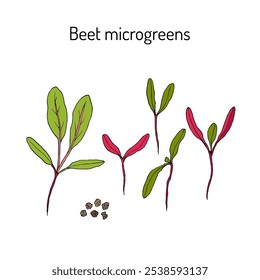 Beterraba, brotos frescos e folhas jovens para alimentos saudáveis. Ilustração de vetor desenhada à mão