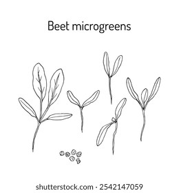 Beterraba, brotos frescos e folhas jovens para alimentos saudáveis. Ilustração de vetor desenhada à mão