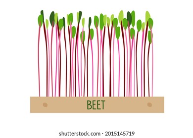 Beet Microgreens in wooden box on white background. Red beetroot, fresh sprouts and young leaves. Sprouting. Healthy Food Sprouts. Healthy nutrition. Growing superfood at home cartoon flat vector.
